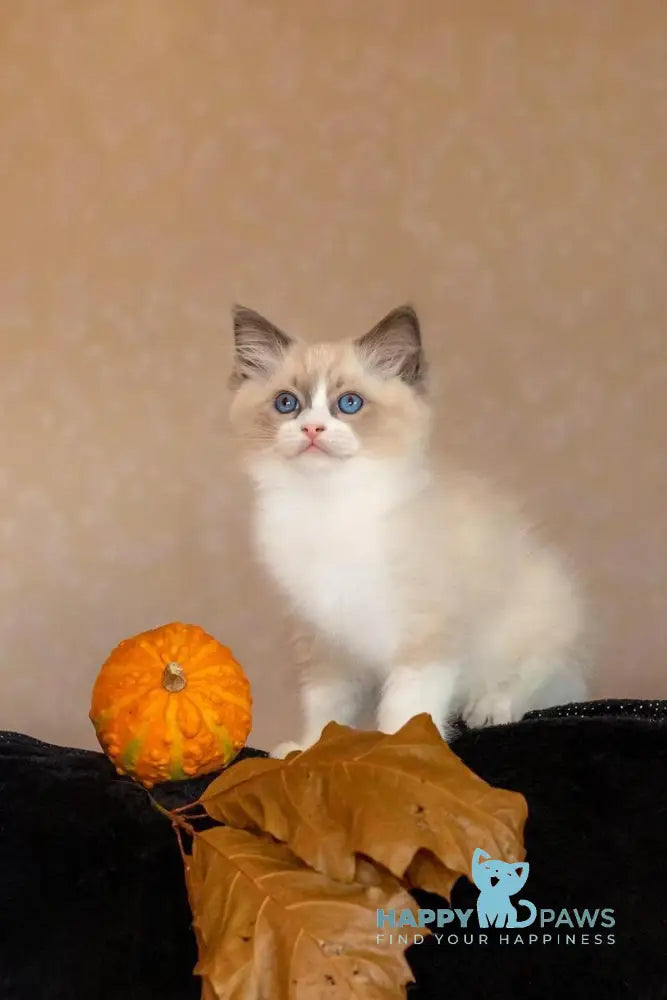 Izzy-Bizzy Ragdoll male blue bicolour live animals