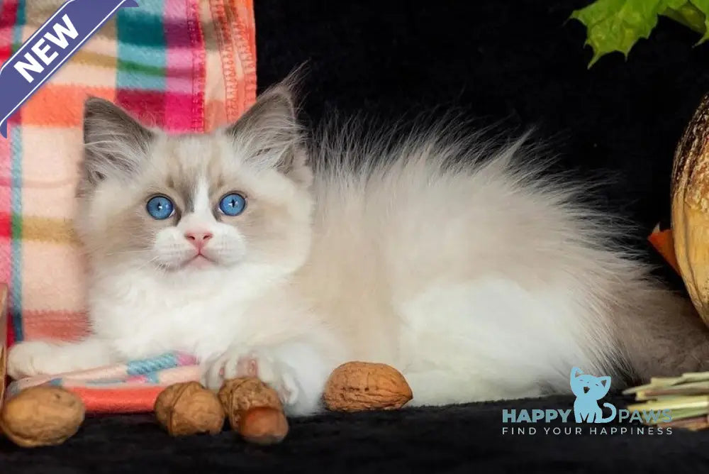 Izzy-Bizzy Ragdoll male blue bicolour live animals