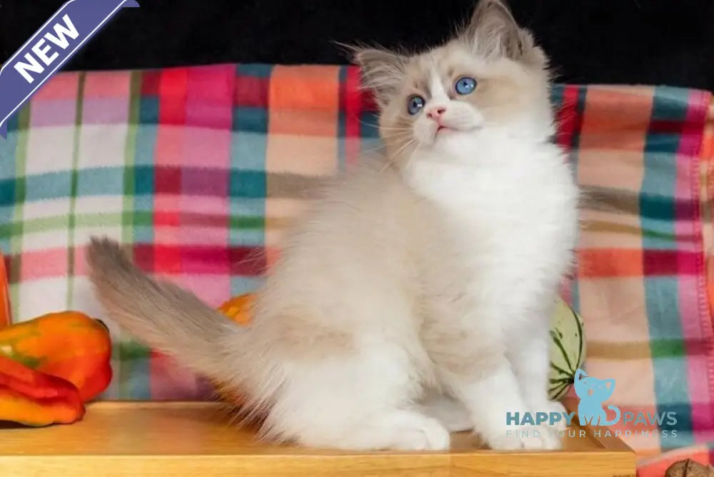 Izzy-Bizzy Ragdoll male blue bicolour live animals