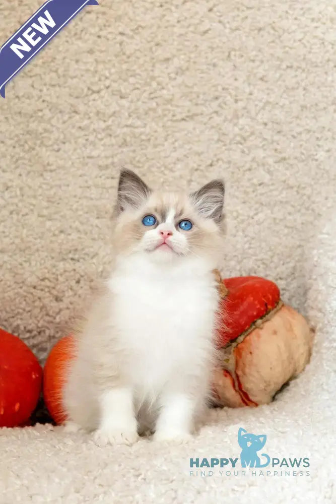 Izzy-Bizzy Ragdoll male blue bicolour live animals