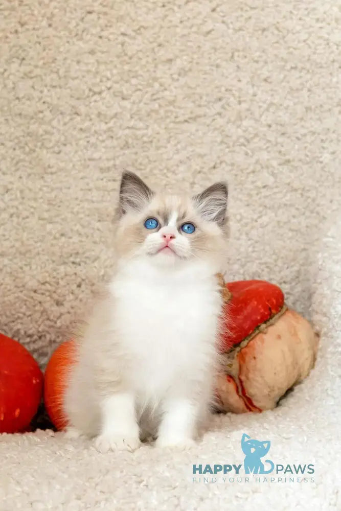 Izzy-Bizzy Ragdoll male blue bicolour live animals