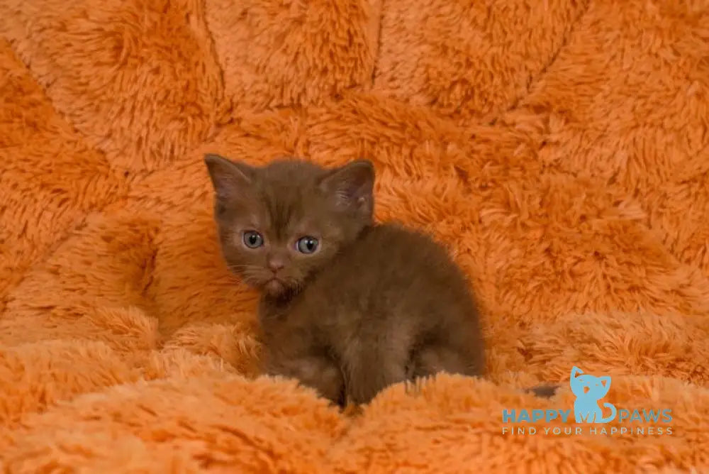 Izzy British Shorthair male cinnamon live animals