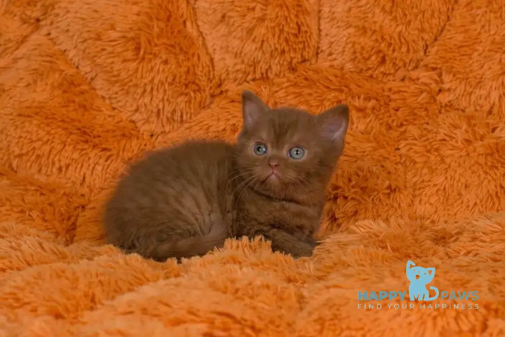 Izzy British Shorthair male cinnamon live animals