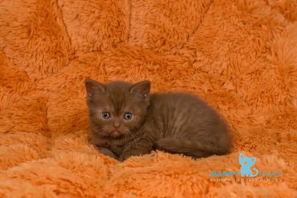 Izzy British Shorthair male cinnamon live animals