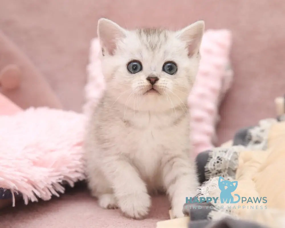 Izzy Scottish Straight female black silver spotted tabby live animals