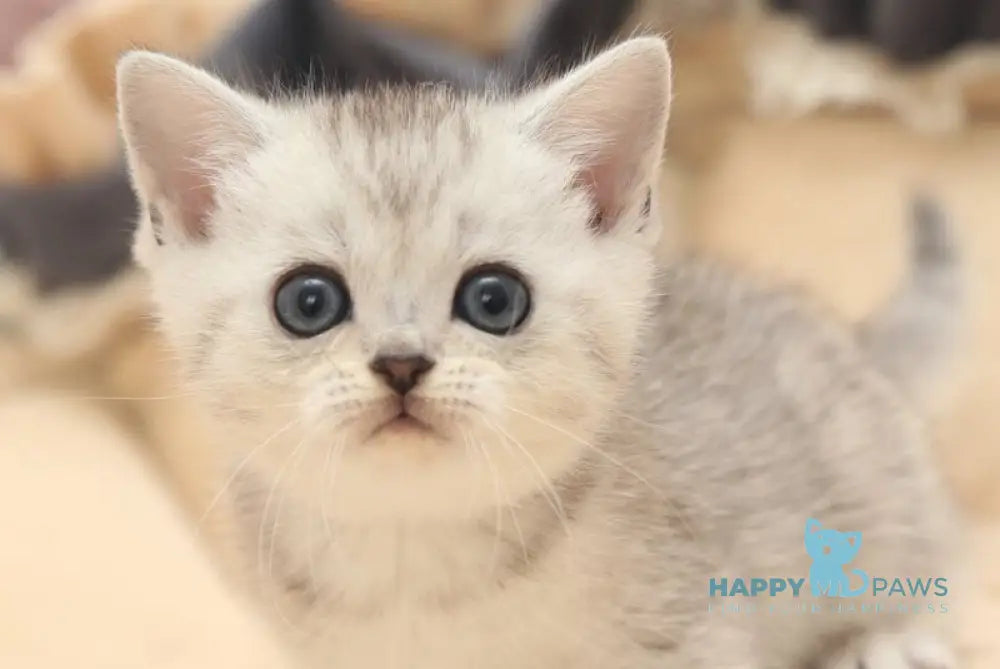 Izzy Scottish Straight female black silver spotted tabby live animals