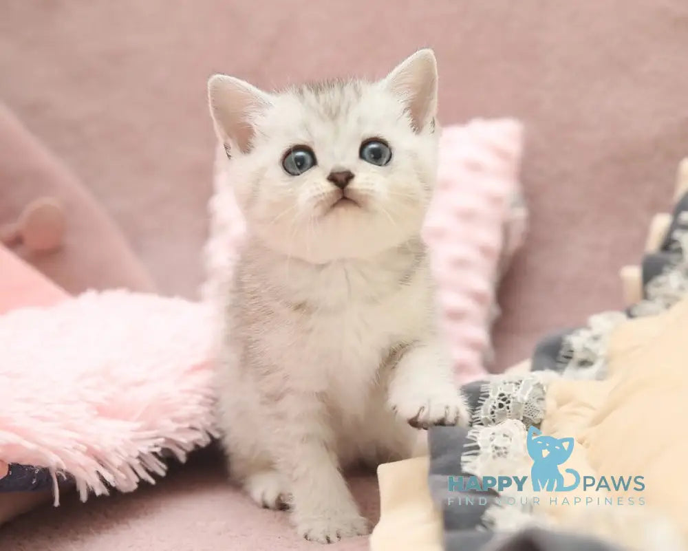 Izzy Scottish Straight female black silver spotted tabby live animals