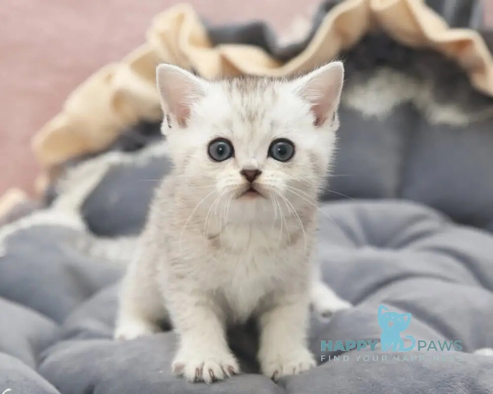 Izzy Scottish Straight female black silver spotted tabby live animals