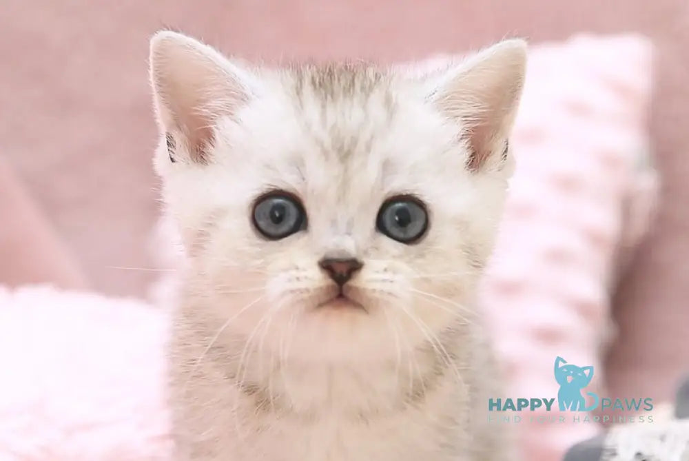 Izzy Scottish Straight female black silver spotted tabby live animals