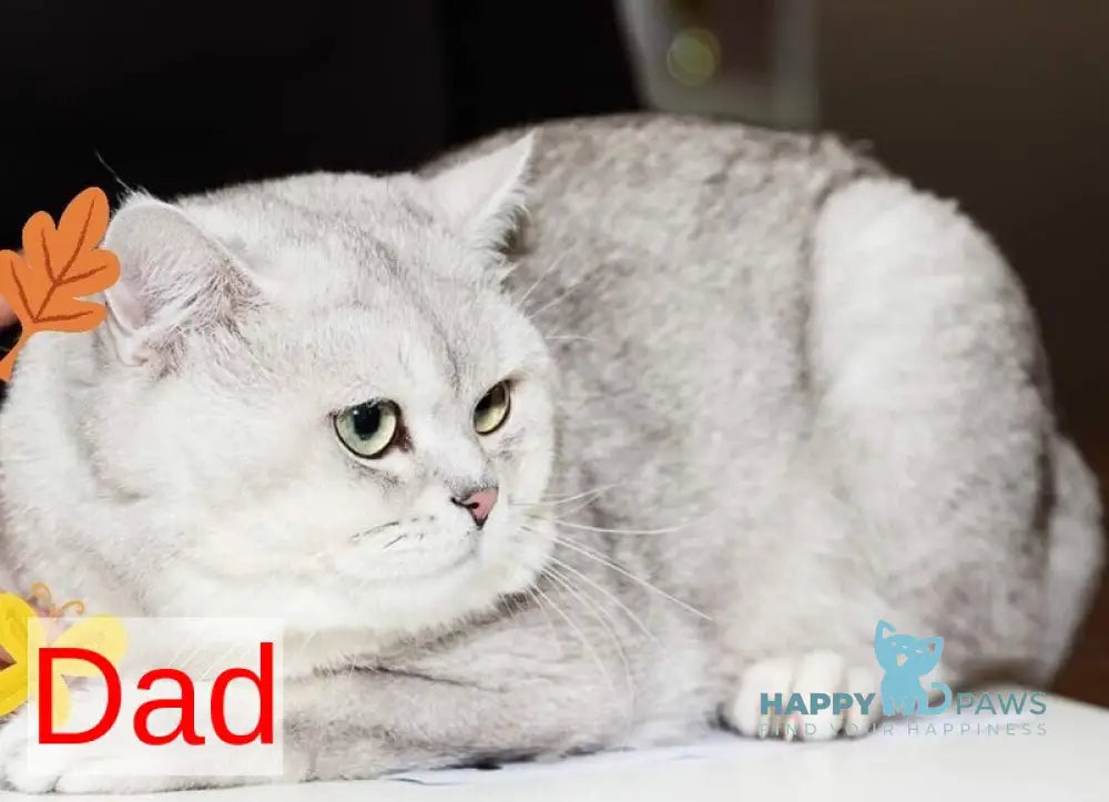 Izzy Scottish Straight female black silver spotted tabby live animals