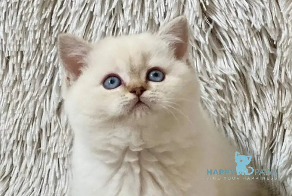 J-Eclair Scottish Straight male black tabby pointed live animals