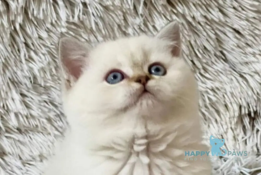 J-Eclair Scottish Straight male black tabby pointed live animals