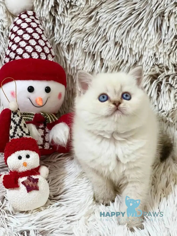 J-Eclair Scottish Straight male black tabby pointed live animals