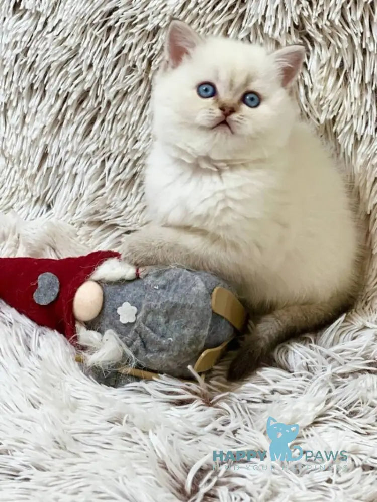 J-Eclair Scottish Straight male black tabby pointed live animals