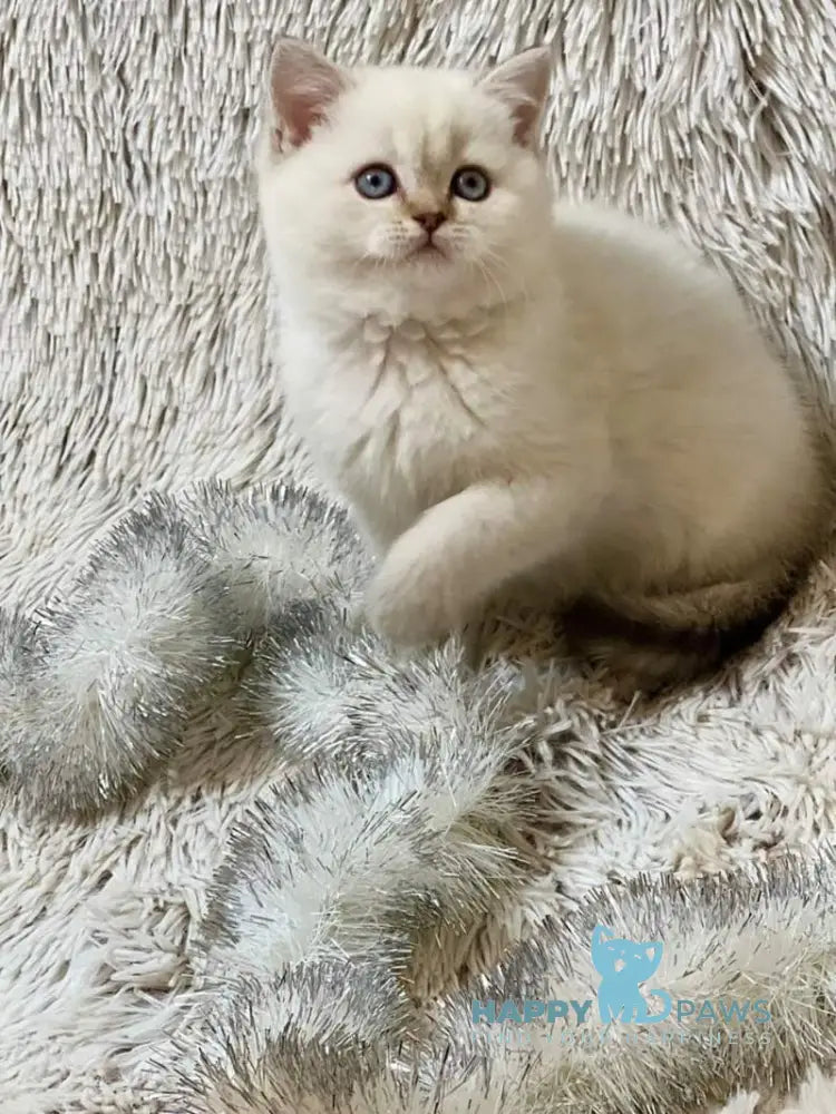 J-Eclair Scottish Straight male black tabby pointed live animals