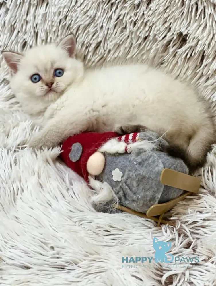 J-Eclair Scottish Straight male black tabby pointed live animals