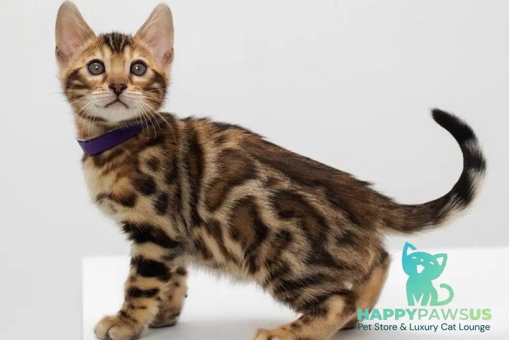 Jack Bengal male black spotted tabby live animals