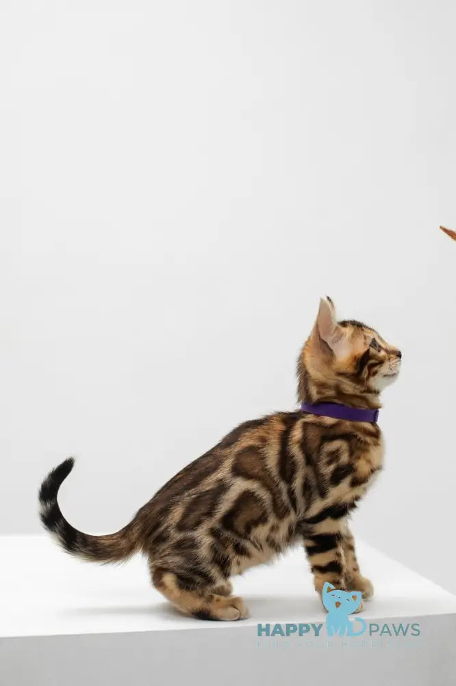 Jack Bengal male black spotted tabby live animals