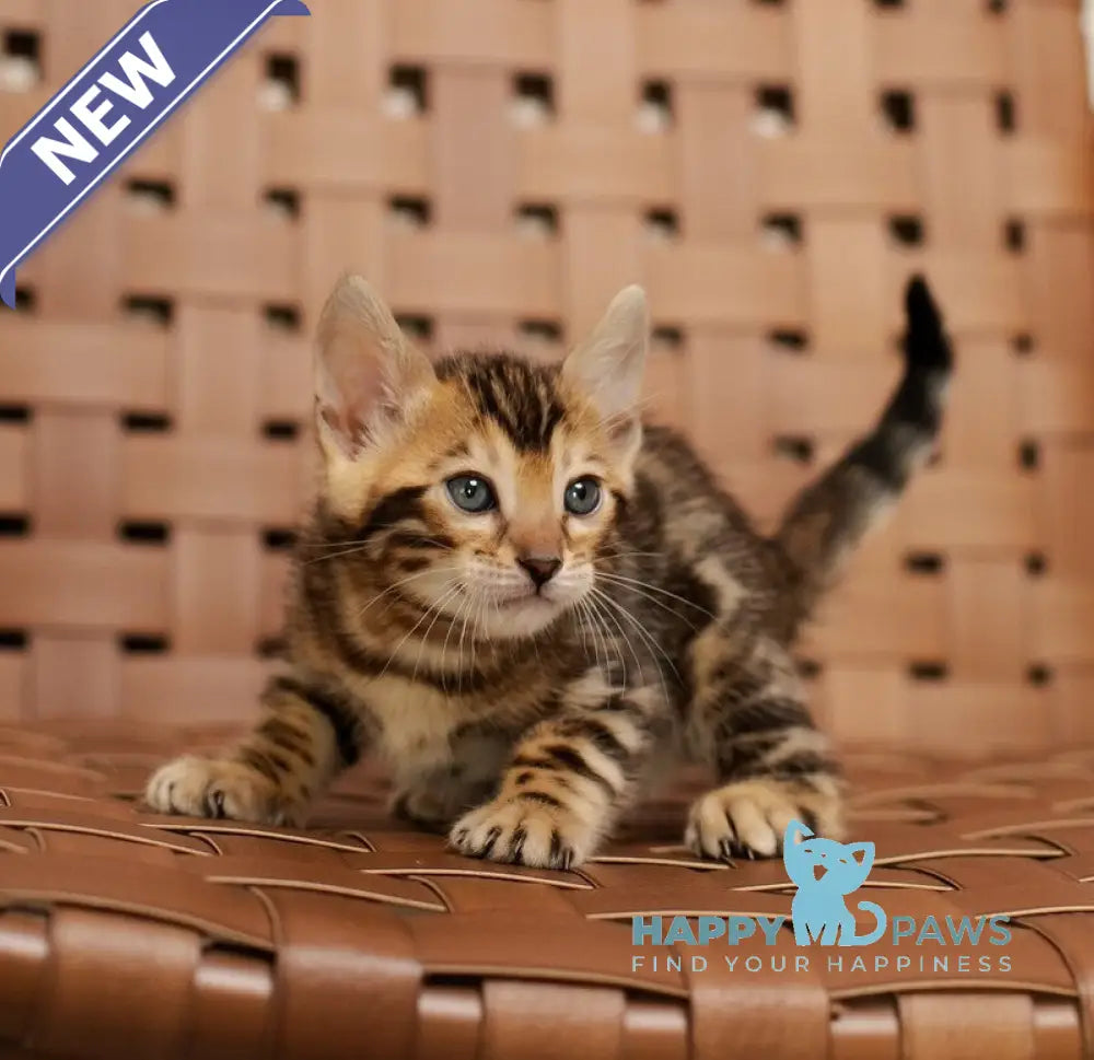 Jack Bengal male black spotted tabby live animals