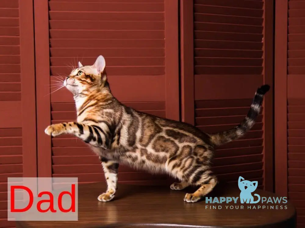 Jack Bengal male black spotted tabby live animals