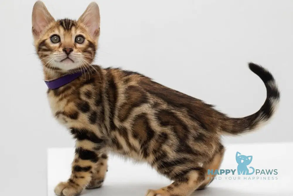 Jack Bengal male black spotted tabby live animals