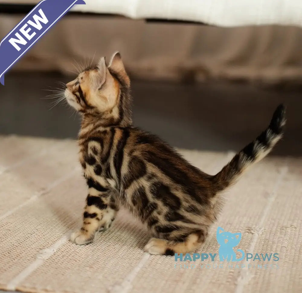 Jack Bengal male black spotted tabby live animals