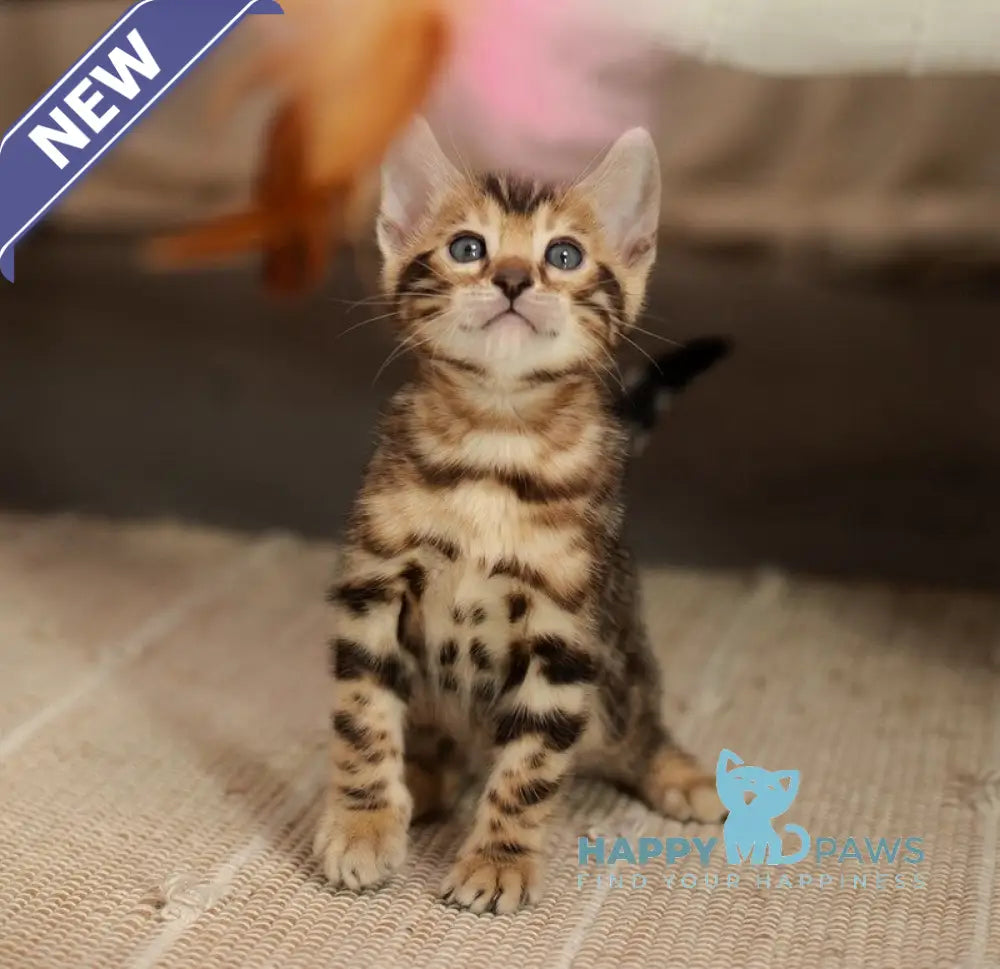 Jack Bengal male black spotted tabby live animals