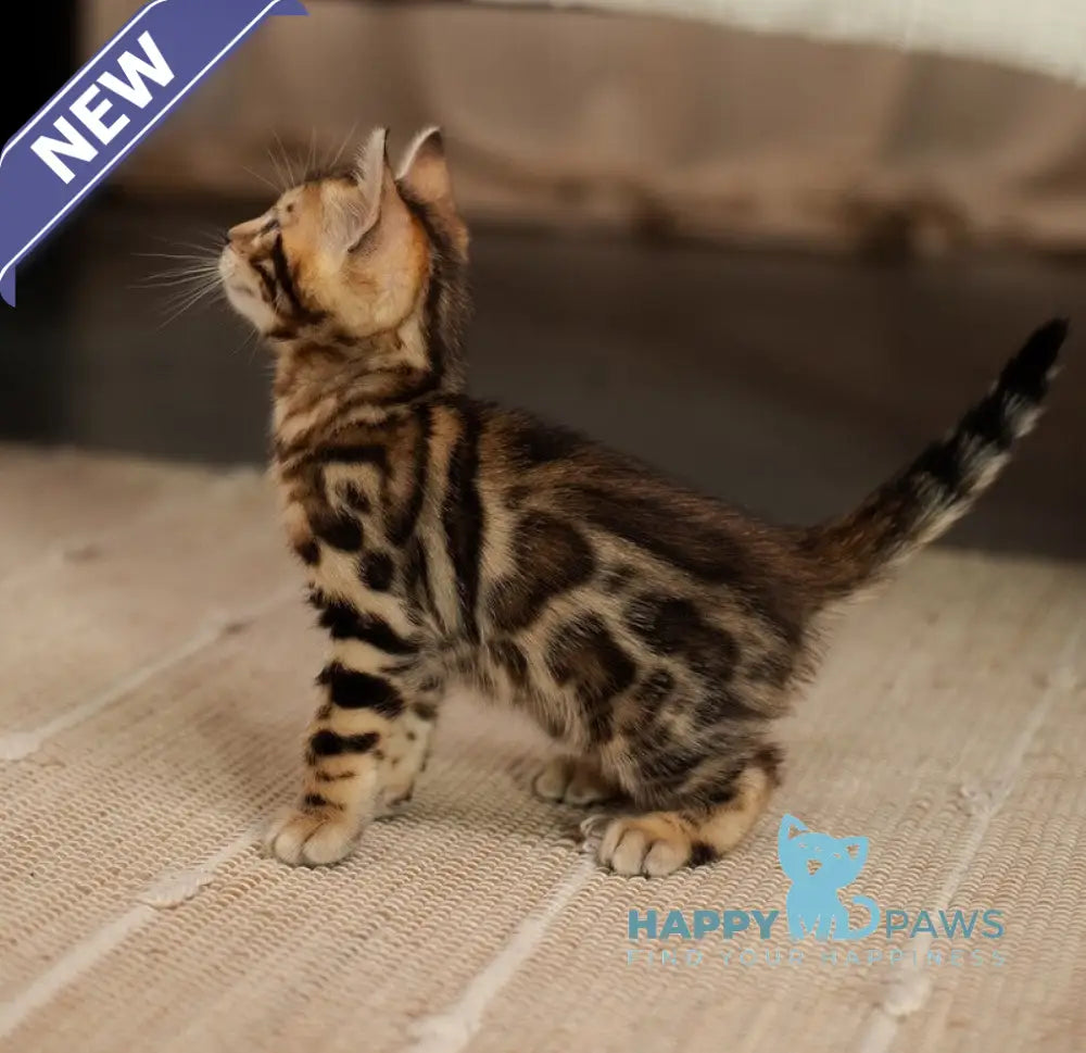 Jack Bengal male black spotted tabby live animals
