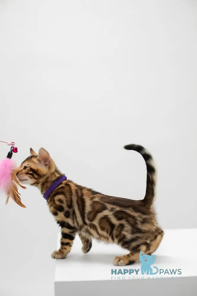 Jack Bengal male black spotted tabby live animals