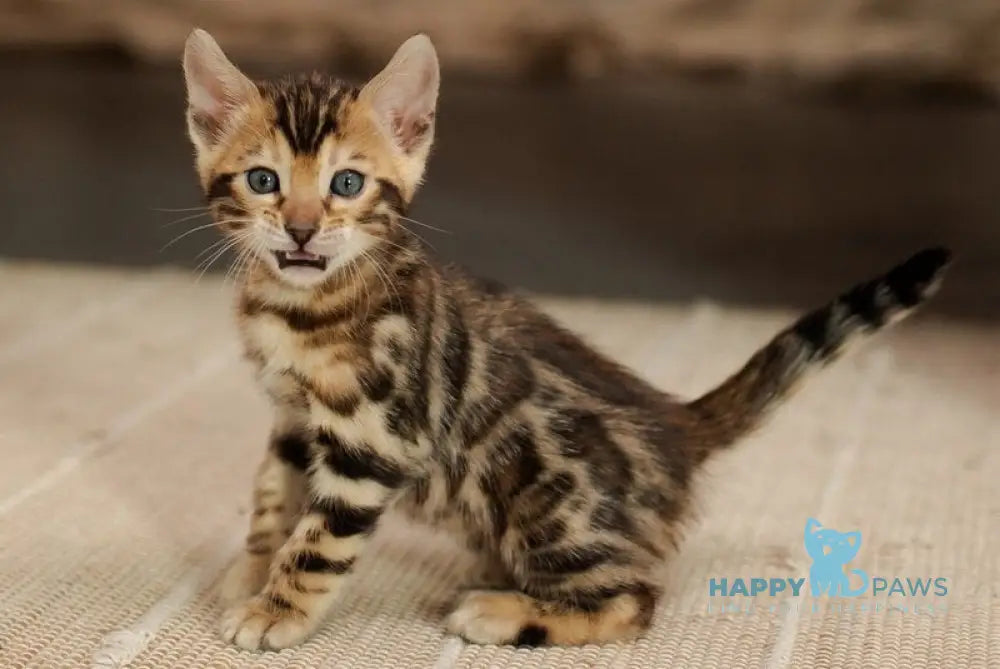 Jack Bengal male black spotted tabby live animals