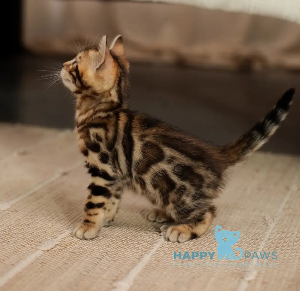 Jack Bengal male black spotted tabby live animals