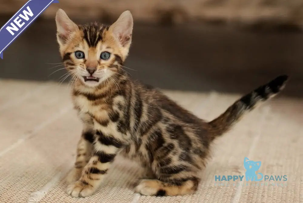 Jack Bengal male black spotted tabby live animals