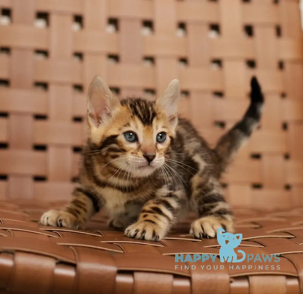 Jack Bengal male black spotted tabby live animals