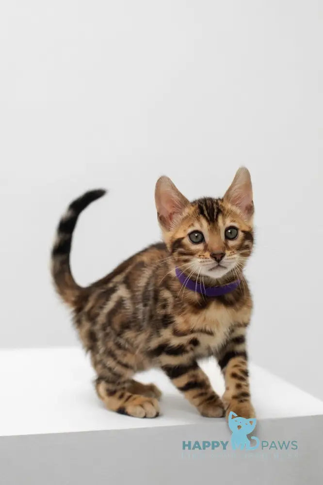 Jack Bengal male black spotted tabby live animals