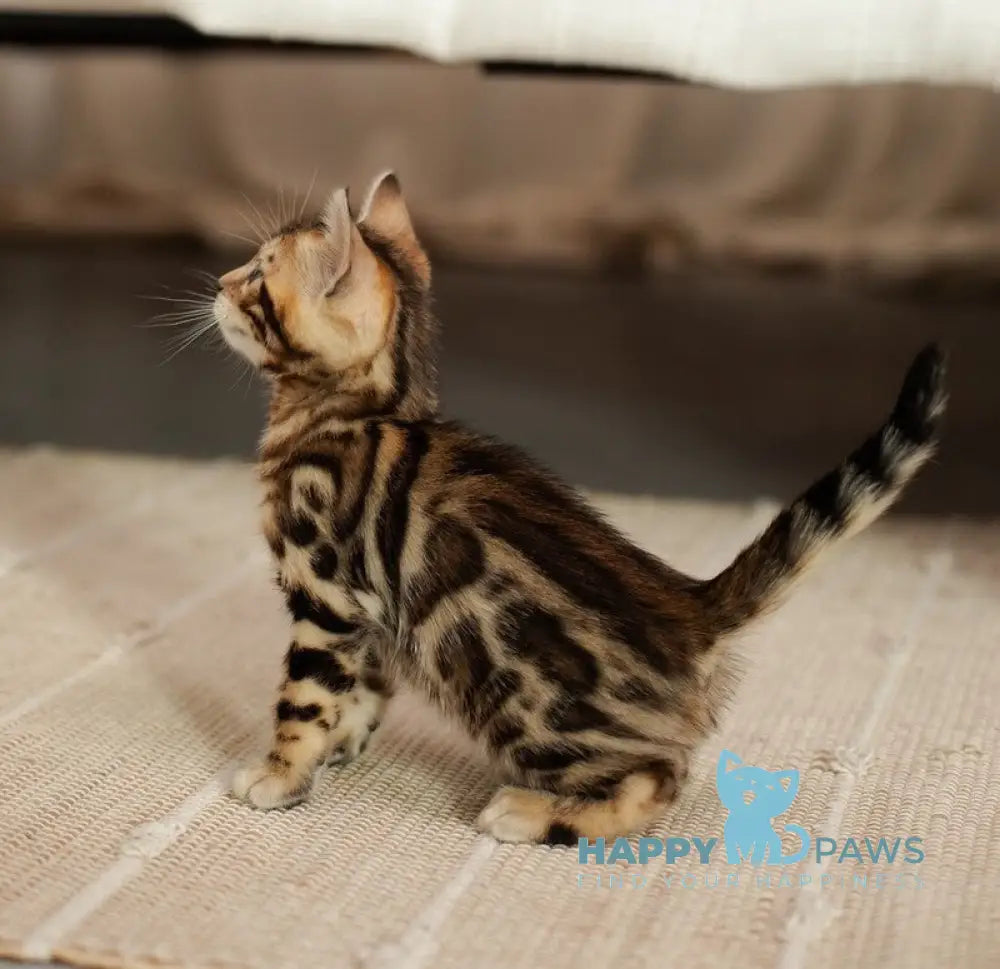 Jack Bengal male black spotted tabby live animals