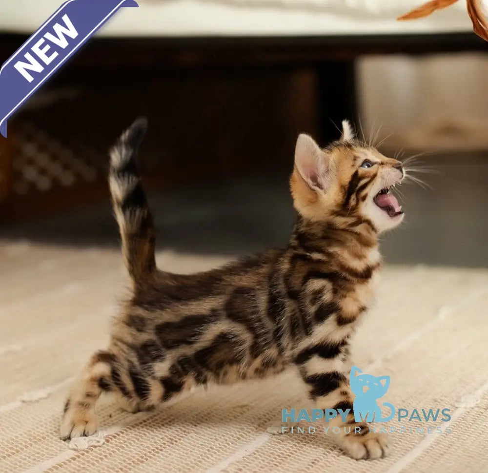 Jack Bengal male black spotted tabby live animals
