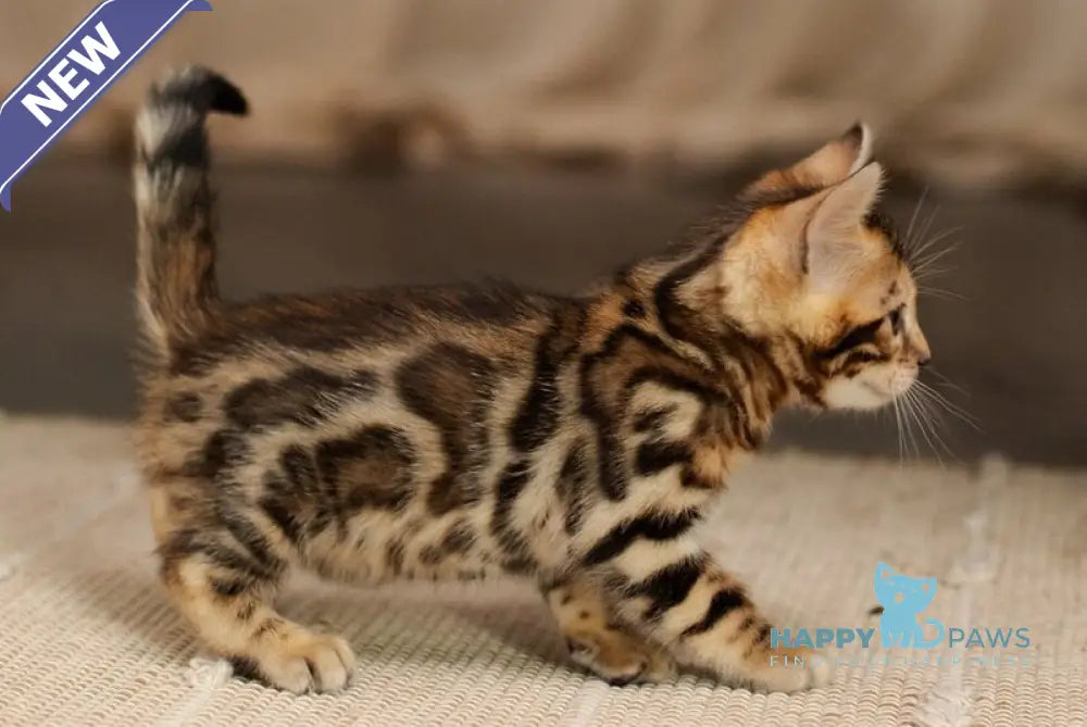 Jack Bengal male black spotted tabby live animals