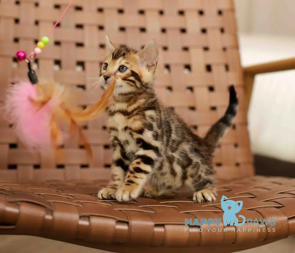 Jack Bengal male black spotted tabby live animals