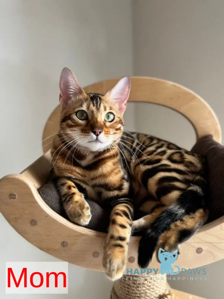 Jack Bengal male black spotted tabby live animals