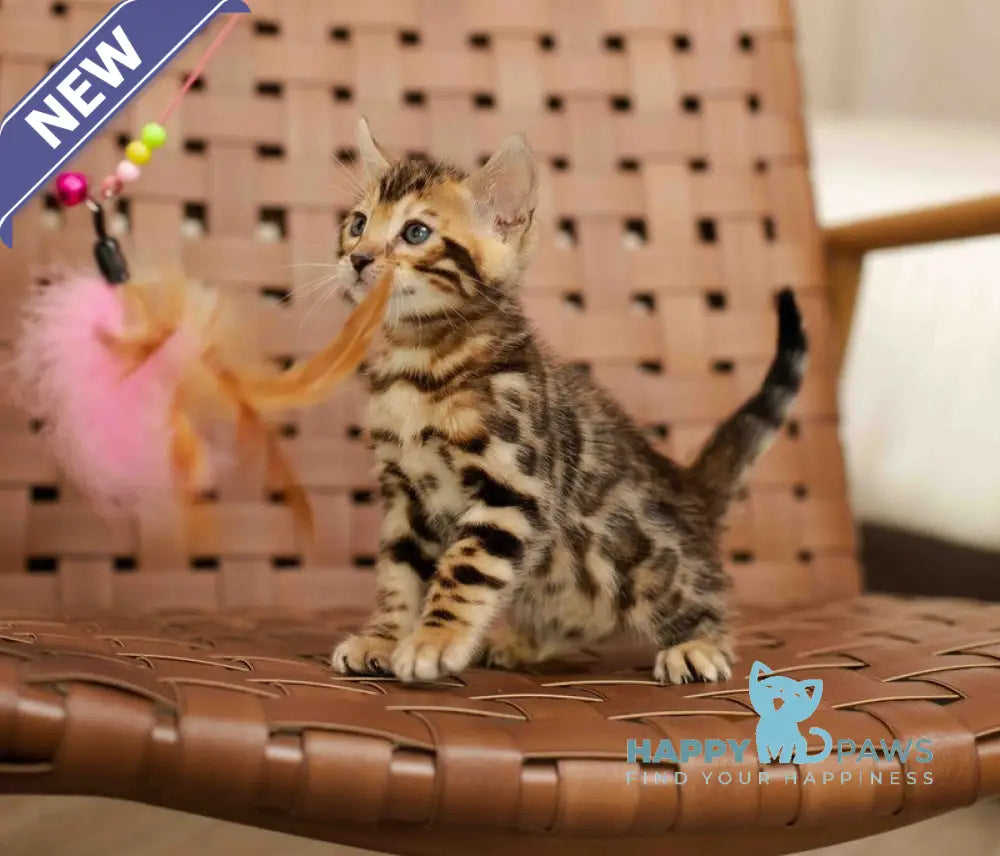 Jack Bengal male black spotted tabby live animals