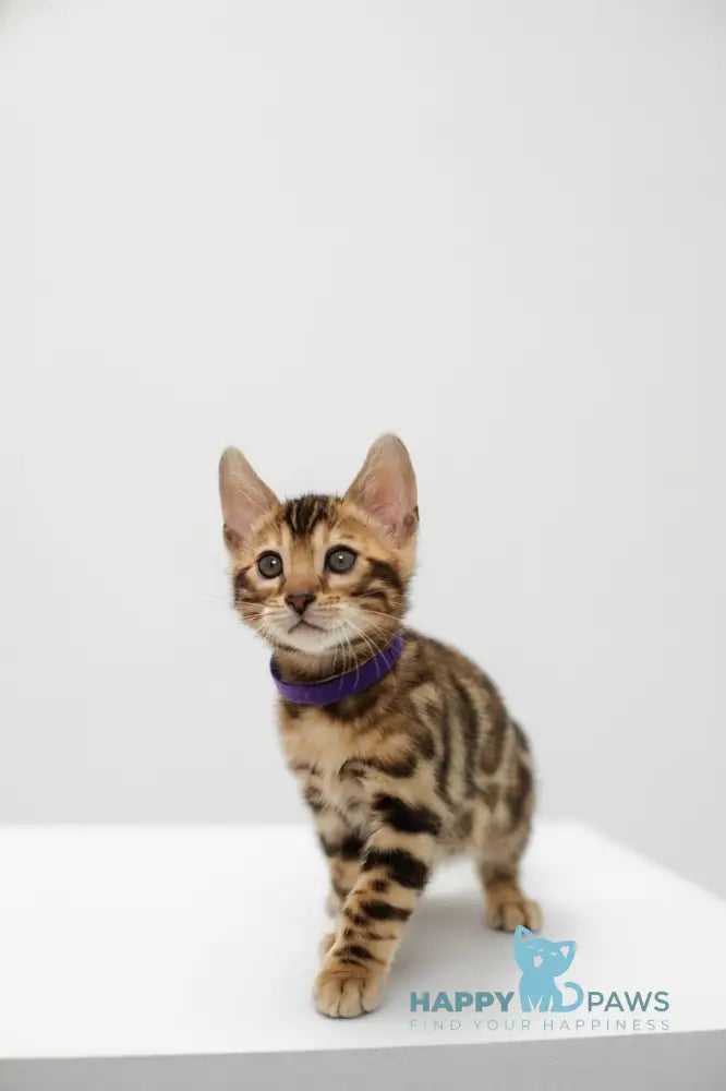 Jack Bengal male black spotted tabby live animals