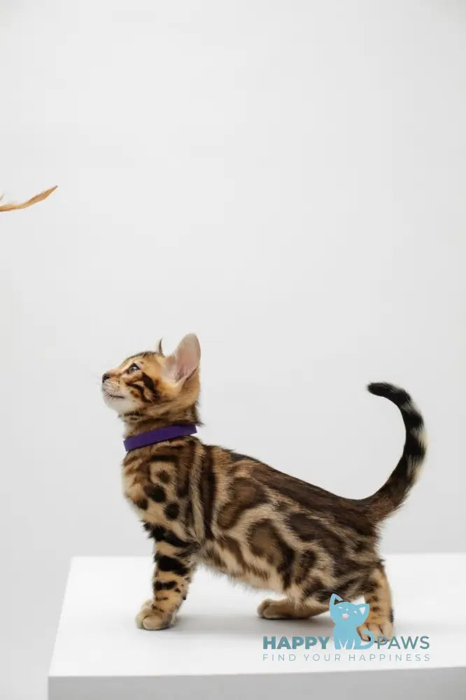 Jack Bengal male black spotted tabby live animals