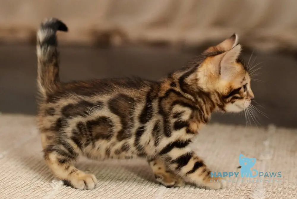 Jack Bengal male black spotted tabby live animals