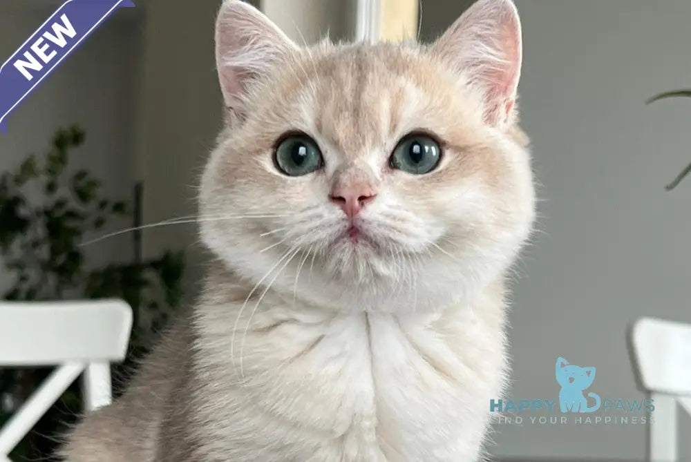 Jack British Shorthair male blue golden chinchilla live animals