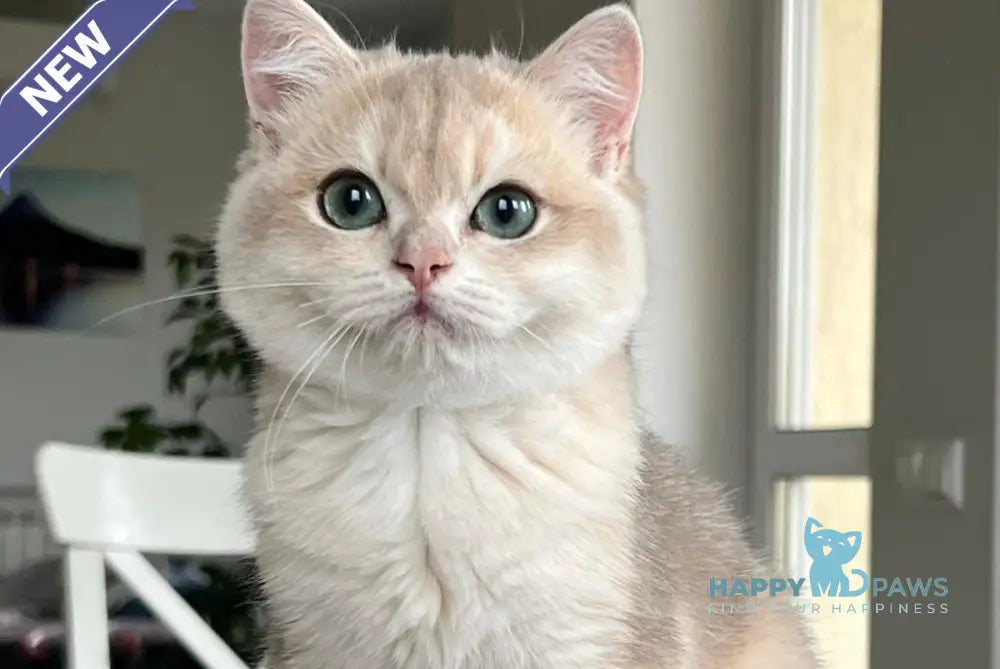 Jack British Shorthair male blue golden chinchilla live animals