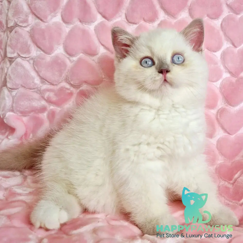Jack British Shorthair male fawn pointed - live animals