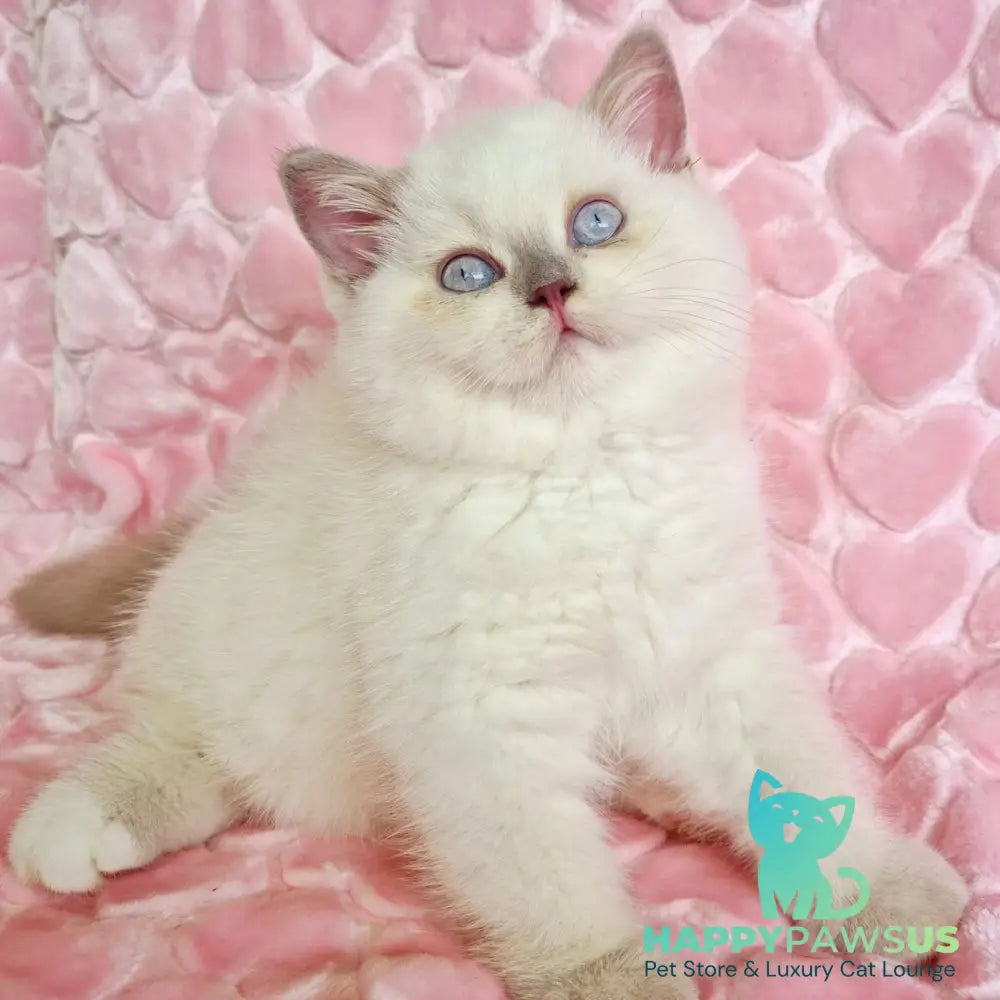 Jack British Shorthair male fawn pointed - live animals
