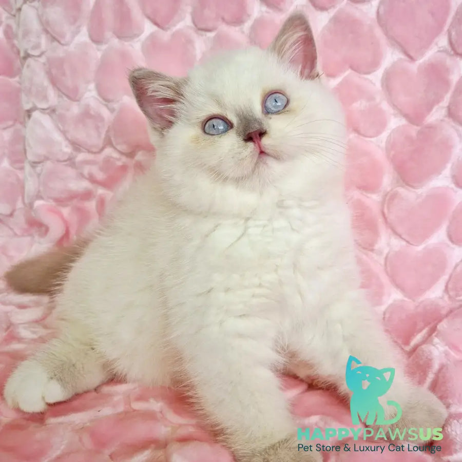 Jack British Shorthair male fawn pointed - live animals