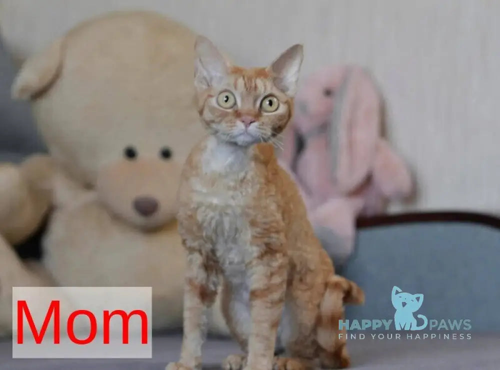 Jack Devon Rex male red bicolour live animals