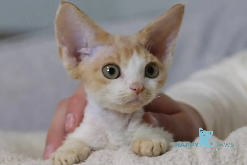 Jack Devon Rex male red bicolour live animals